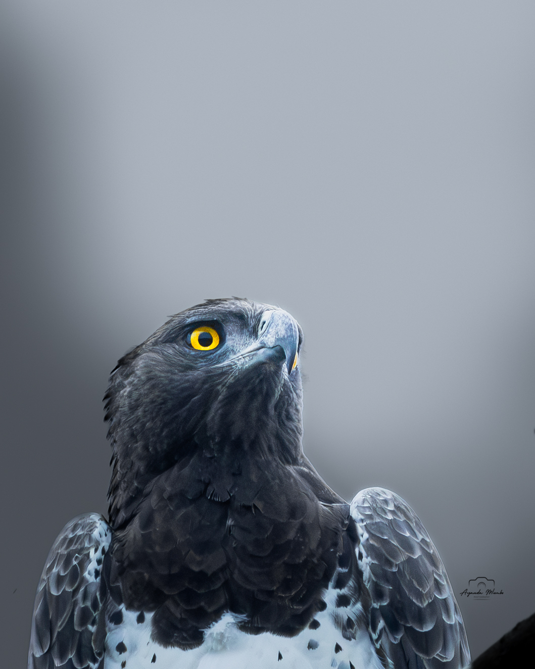Martial Eagle